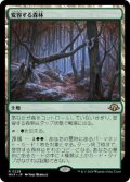 【JPN/MH3】変容する森林/Shifting Woodland