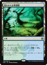 画像: 【JPN/A25】溢れかえる果樹園/Flooded Grove