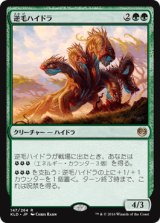 画像: 【JPN/KLD】逆毛ハイドラ/Bristling Hydra 『R』