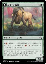 画像: 【JPN/MOM】結束した群獣/Bonded Herdbeast [緑] 『C』