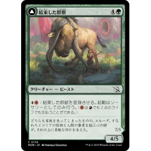 画像: 【JPN/MOM】結束した群獣/Bonded Herdbeast [緑] 『C』