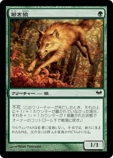 画像1: 【JPN/DKA】若き狼/Young Wolf